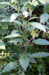 Pokeweed